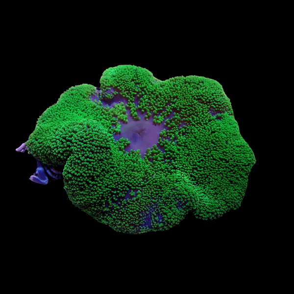 Metallic Green Carpet Stichodaqctyla Haddoni