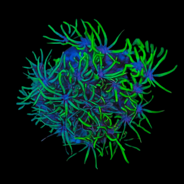 Metallic Green Star Coral Polyp Pachyclavularia Violacea