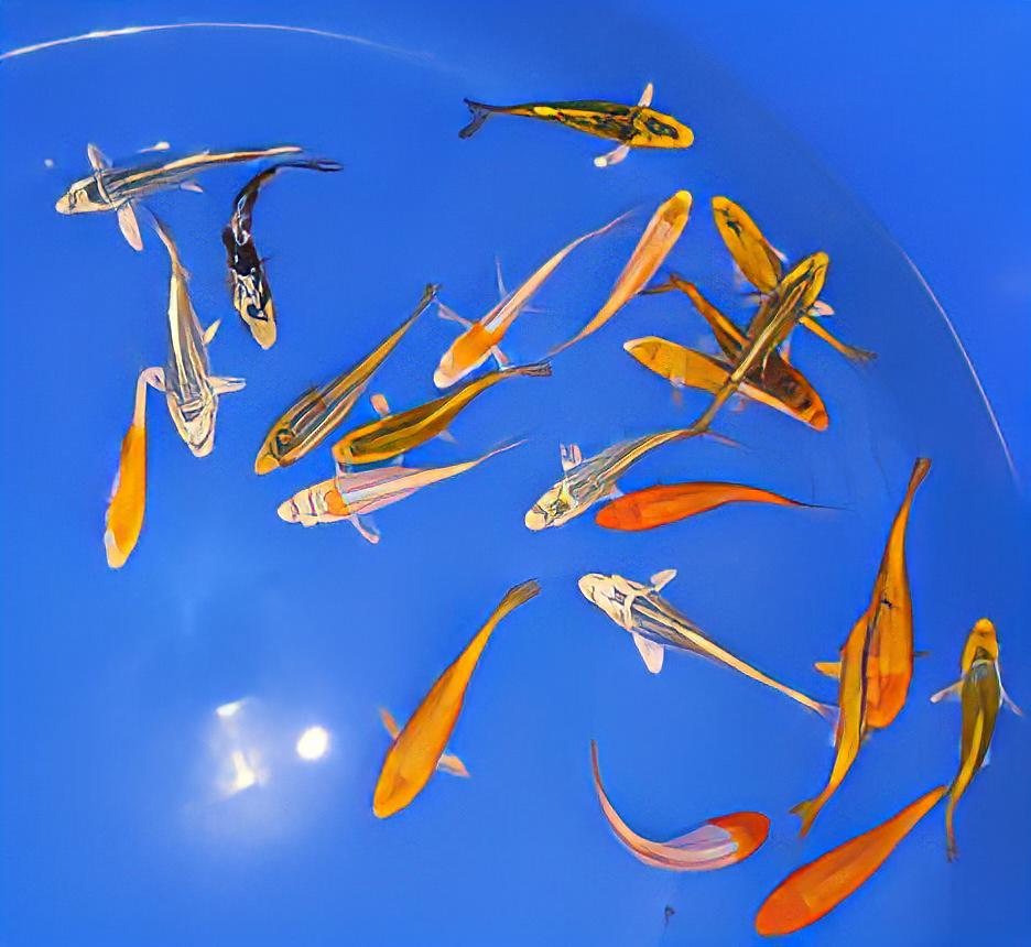 x75 Assorted Grade A Metallic Koi Carp Cyprinus Carpio 10cm - Auction - Image 7