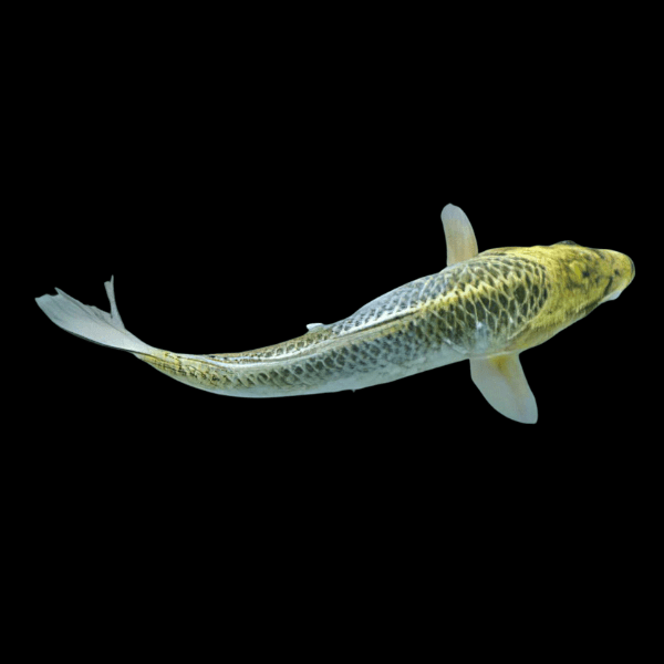 x75 Assorted Grade A Metallic Koi Carp Cyprinus Carpio 10cm – Auction