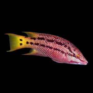 Mexican Hog Fish Bodianus Diplotaenia