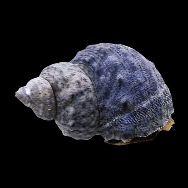 Mexican Turbo Snail Turbo Fluctuosa