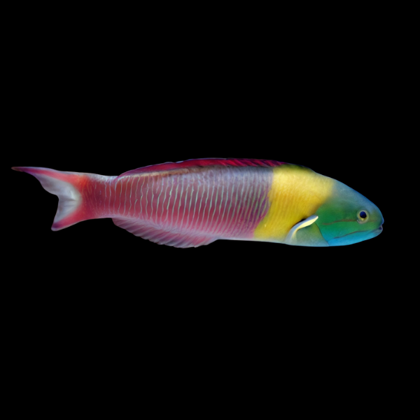 Mexican Wrasse Thalassoma Lucasanum