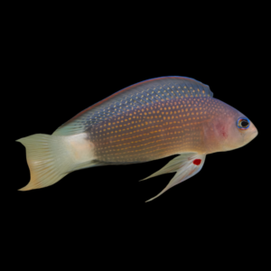 Midnight Pygmy Basslet Manonichthys Alleni