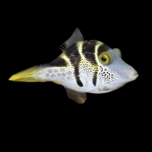 Mimic Valentini File Fish Paraluteres Prionurus