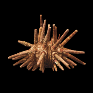 Mine Sea Urchin Eucidaris Tribuloides