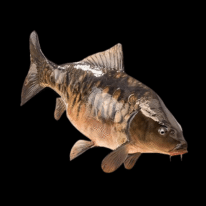 Mirror Carp Cyprinus Carpio