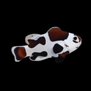 Mocha Storm Clownfish Amphiprion Ocellaris