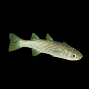 Mongrel Mullet Chelon Labrosus 5cm