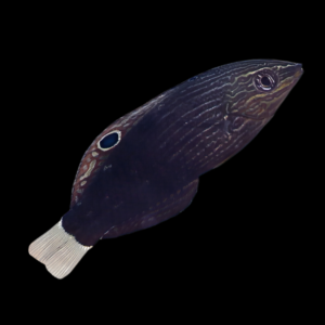 Monti Bug-Eating Wrasse Halichoeres Marginatus