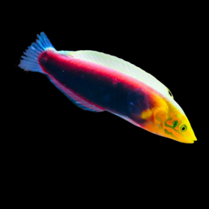 Multicolour Wrasse Halichoeres Iridis