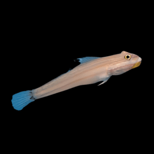 Mural Goby Valenciennea Muralis