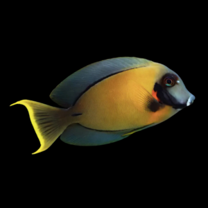 Mustard Tang Acanthurus Pyroferus