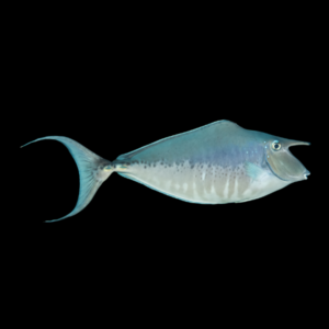 Naso Unicorn Tang Naso Brachycentron