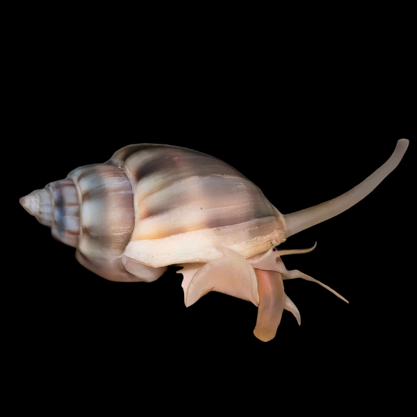 Nassarius Snail Nassarius Sp