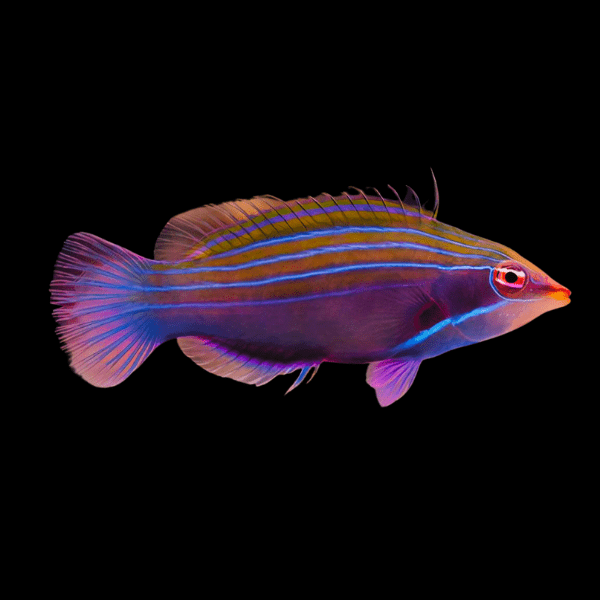 Neon Line Wrasse Pseudocheilinus Tetrataenia