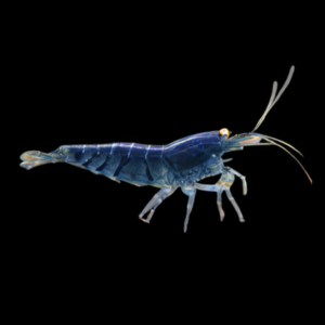 10 x Golden Eye Blue Tiger High Grade Shrimp Caridina Sp 2cm