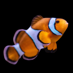 Ocellaris Common Clownfish Amphiprion Ocellaris