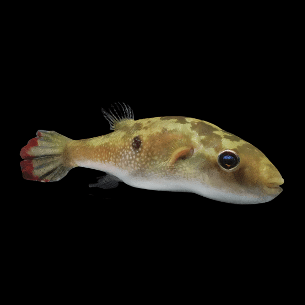 Ocellated Pufferfish Tetraodon Cutcutia 5cm