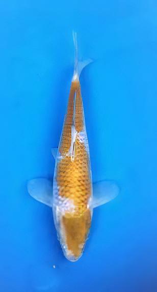 Ochiba Japanese Koi Carp Cyprinus Carpio - Image 6