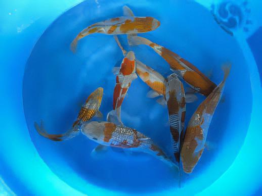 Ochiba Japanese Koi Carp Cyprinus Carpio - Image 9