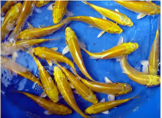 Ogon Japanese Koi Carp Cyprinus Carpio - Image 7