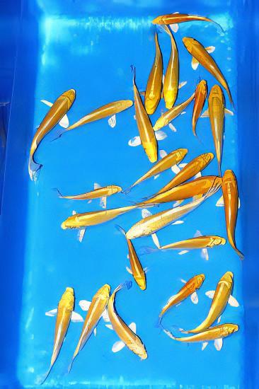 Ogon Japanese Koi Carp Cyprinus Carpio - Image 6