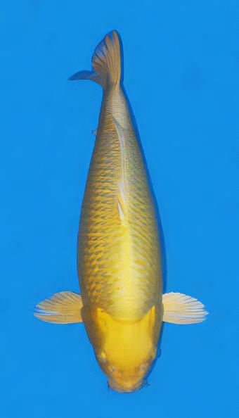 Ogon Japanese Koi Carp Cyprinus Carpio - Image 5