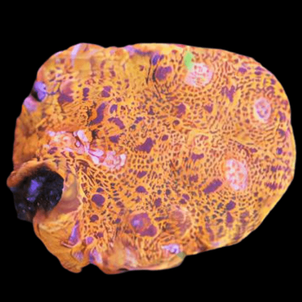 Orange Challice Hard Coral Frag Echinophylia Sp - Image 4