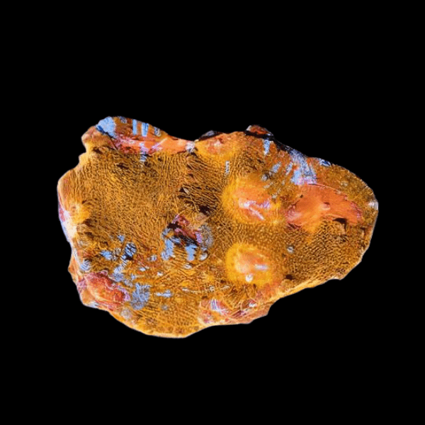 Orange Challice Hard Coral Frag Echinophylia Sp - Image 3