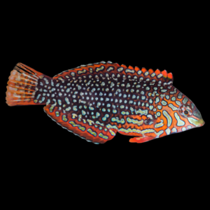 Orange Checkerboard Wrasse Macropharyngodon Ornatus