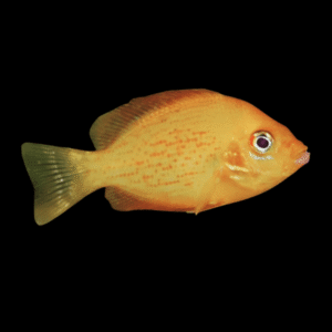 A1 Brackish Orange Chromide Etroplus Maculatus 4cm - Auction