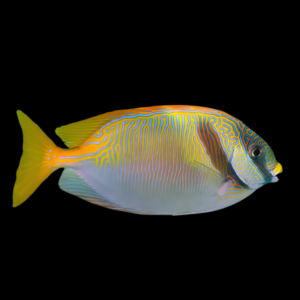 Orange Line Rabbit Fish Siganus Doliatus