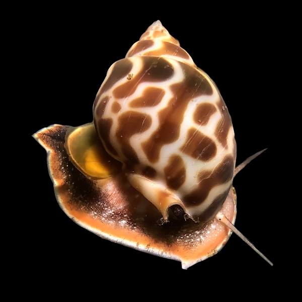 Orange Marble Snail Babylonia Formosae