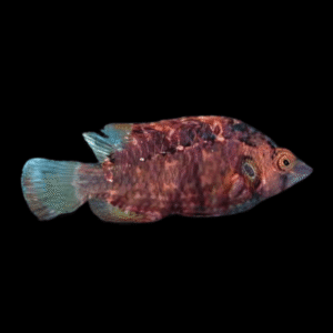 Orange Marbled Sneaker Wrasse Pteragogus Turdus