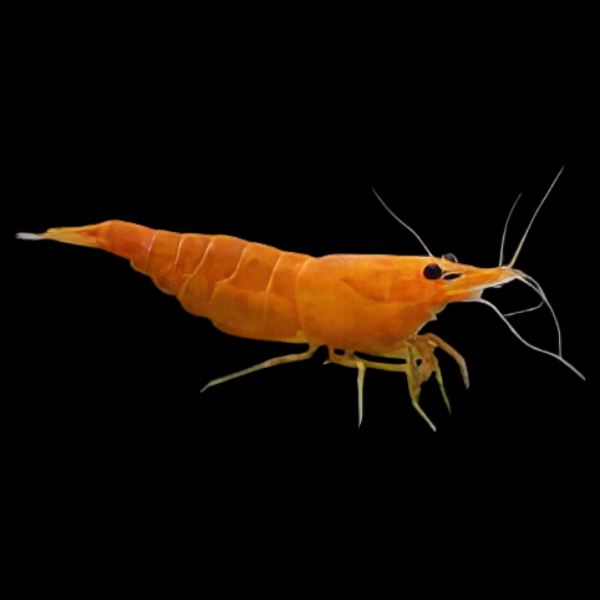Orange Sakura Shrimp Neocaridina Heteropda 2cm