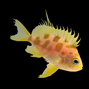 Orange Spot Anthias Odontanthias Borbonius