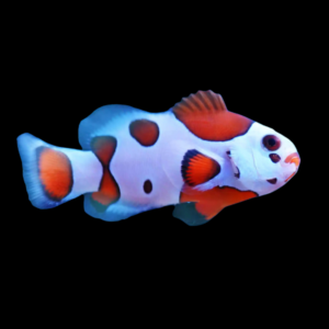 Orange Storm Clownfish Amphiprion Ocellaris