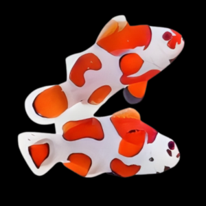 Orange Storm Clownfish Amphiprion Ocellaris Pair