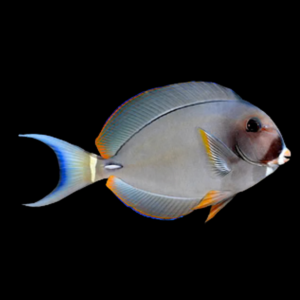 Pale Lip Tang Acanthurus Leucocheilus