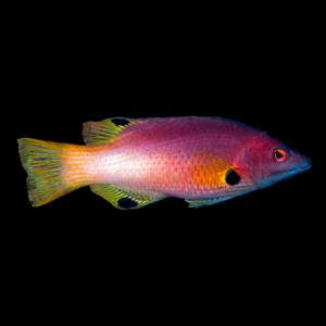 Panda Hog Fish Bodianus Axillaris