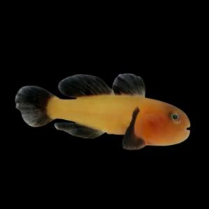 Panda Nano Goby Paragobiodon Lacunicolus