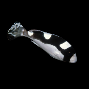 Panda Sweetlips Plectorhinchus Picus
