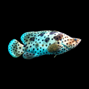 Panther Grouper Cromileptes Altivelis