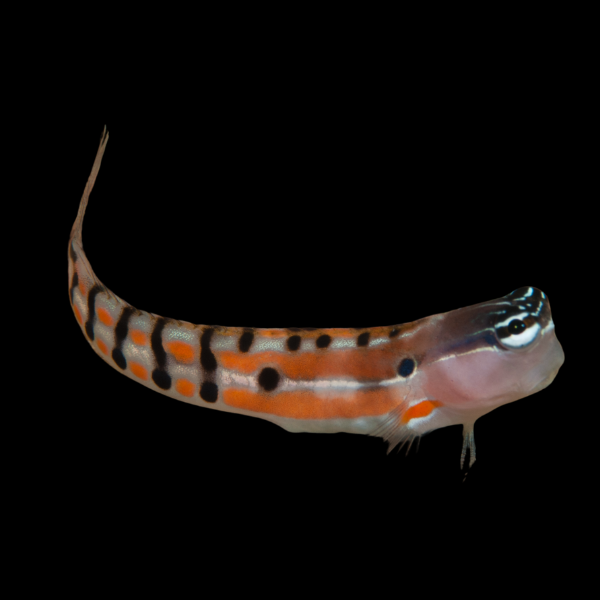 Pearl Dot Dash Blenny Ecsenius Bimaculatus