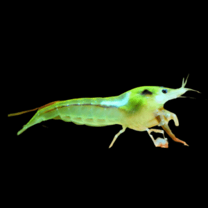 Pearl Green Shrimp Neocaridina Zhangjiajiensis 2cm