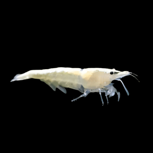 Pearl White Shrimp Neocaridina Zhangjiajiensis 2cm