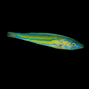 Pencil Wrasse Pseudojuloides Sp