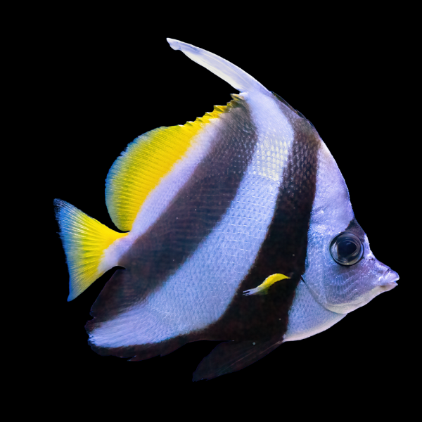 Pennant Bannerfish Heniochus Acuminatus