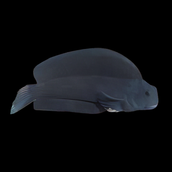 Phantom Blenny Atrosalarias Fuscus